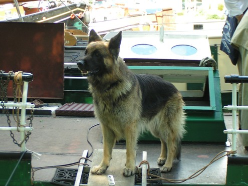 scheepshond_motorbeurtschip_telegraaf